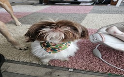 Shih Tzu dogs for stud: Shih tzu for Stud - Image 2