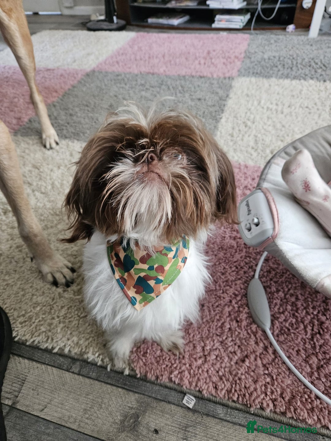 Shih Tzu dogs for stud: Shih tzu for Stud - Image 2