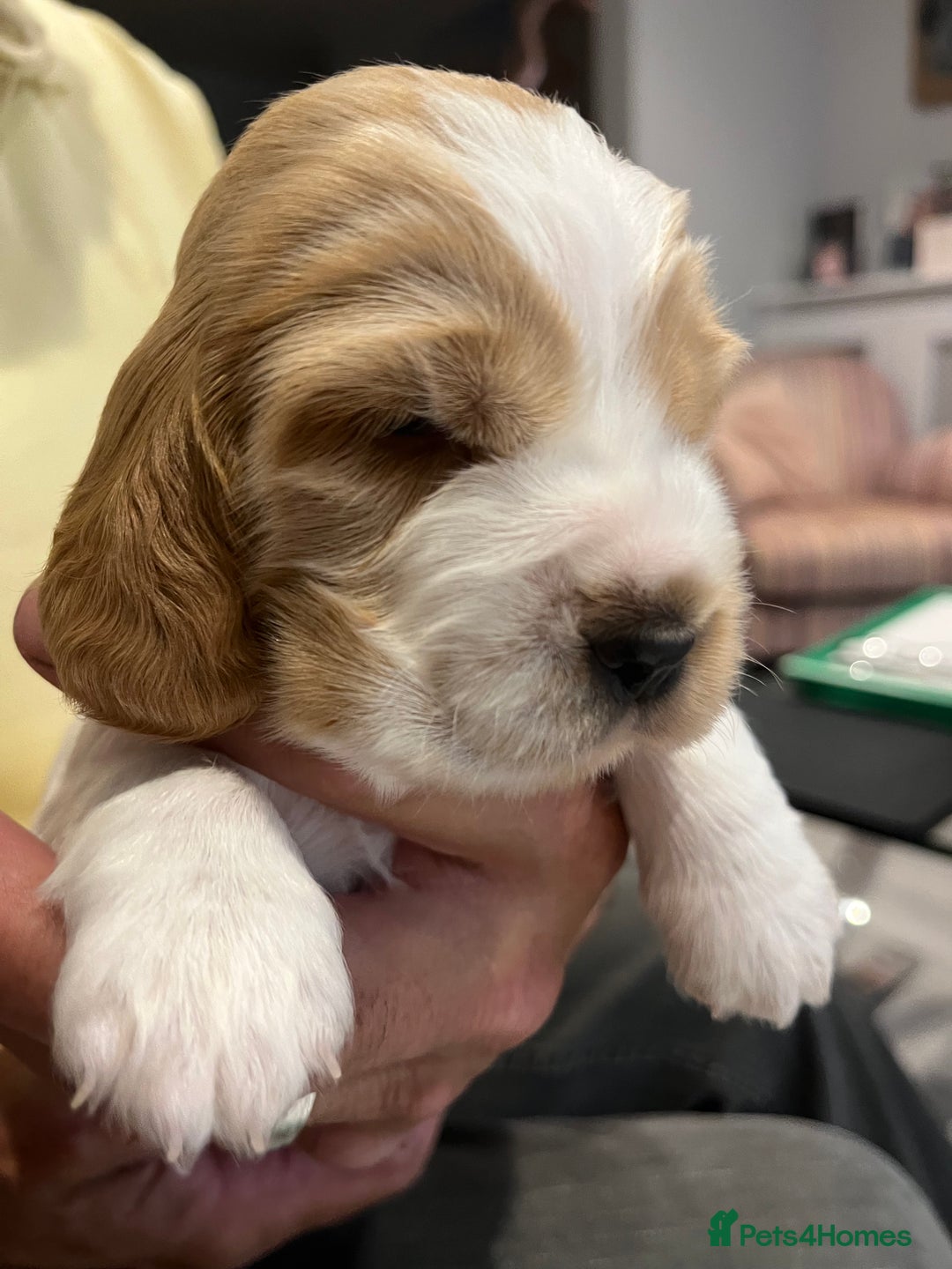 Cocker Spaniel dogs for sale: Beautiful Orange Roan/ Sable Puppies  - Image 11