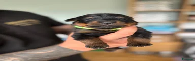 Rottweiler 2