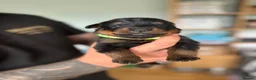 Rottweiler dogs for sale: Stunning Rottweiler Puppies  - Advert 30