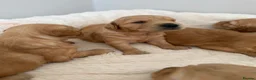 Golden Retriever dogs for sale: Beautiful KC Golden Retrievers  - Advert 17