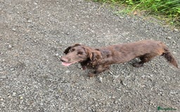 Cocker Spaniel dogs for sale: 5th generation kc reg wcs  - Image 4