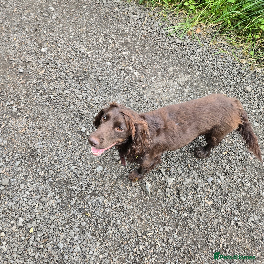 Cocker Spaniel dogs for sale: 5th generation kc reg wcs  - Image 4