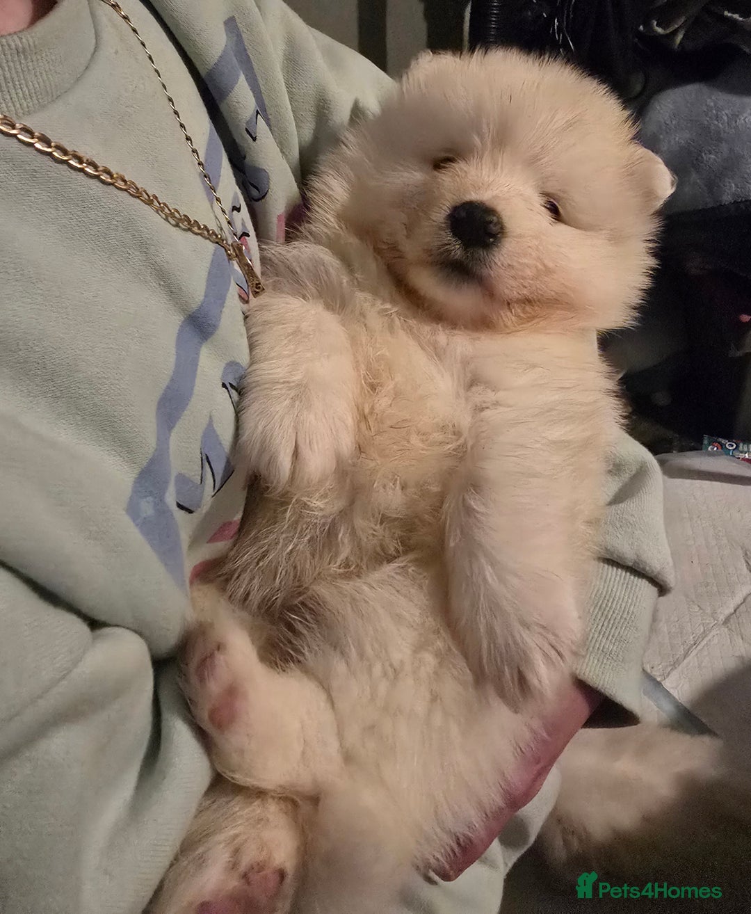 Samoyed dogs for sale: Registered samoyed puppies  - Advert 20