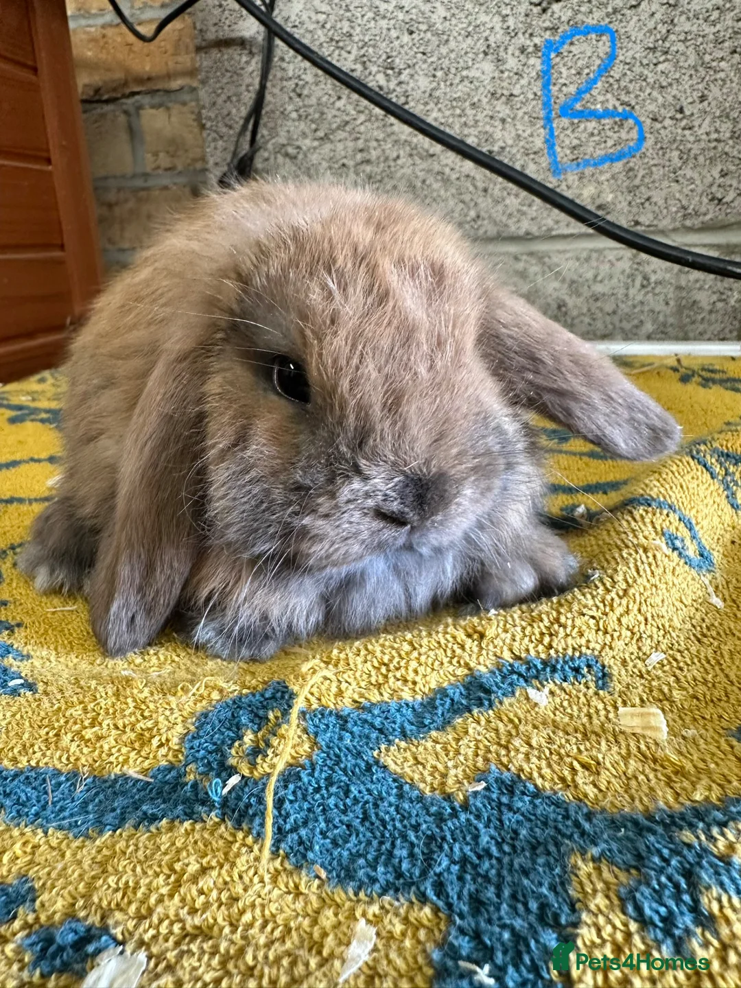 Mini Lop rabbits for sale: Mini Lop Rabbits For Sale  - Advert 40