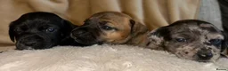 Jack Russell dogs for sale: Beautiful Jack Russell girls  - Advert 11