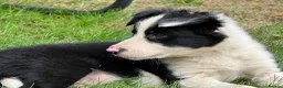 Border Collie dogs for sale: 3 x Gorgeous Collie Pups- Mum ISDS Registered!  - Advert 10