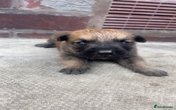 Belgian Shepherd Dog dogs for sale: Stunning Pure Belgian Malinois Pups - Image 4