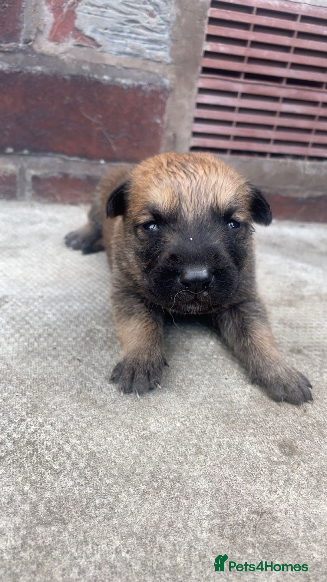 Belgian Shepherd Dog dogs for sale: Stunning Pure Belgian Malinois Pups - Image 4