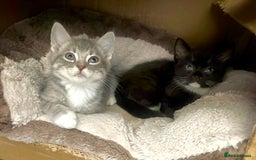 Exotic cats for sale: Exotic X Silver Tabby Fur Babies - Image 3
