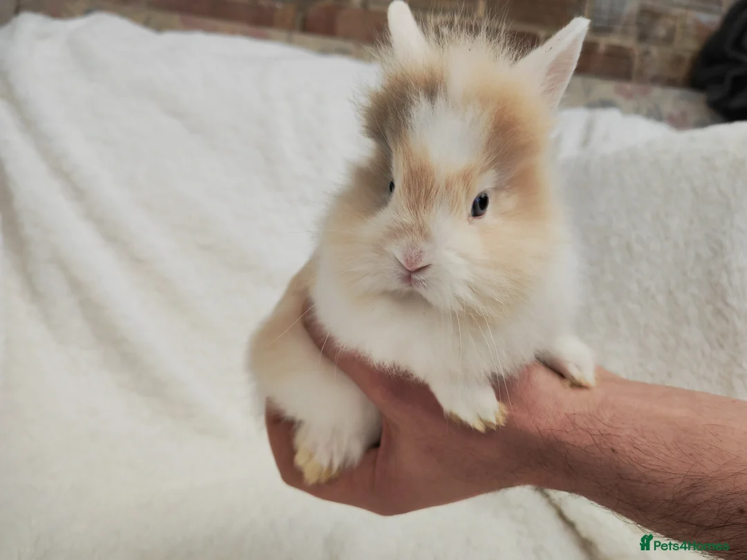 Lionhead rabbits for sale: Double mane lionhead rabbits - Advert 1