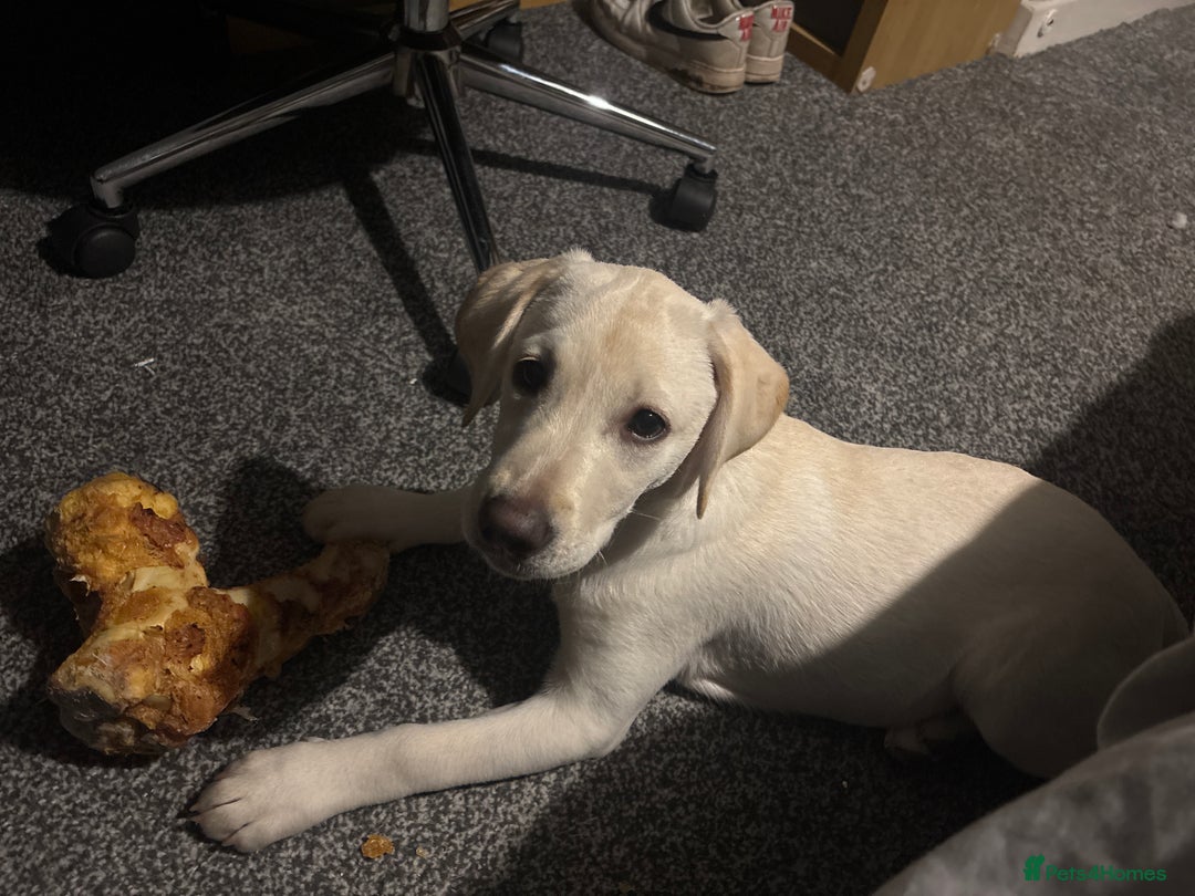 Labrador Retriever dogs for sale: Labrador Retriever - Bella  - Advert 2