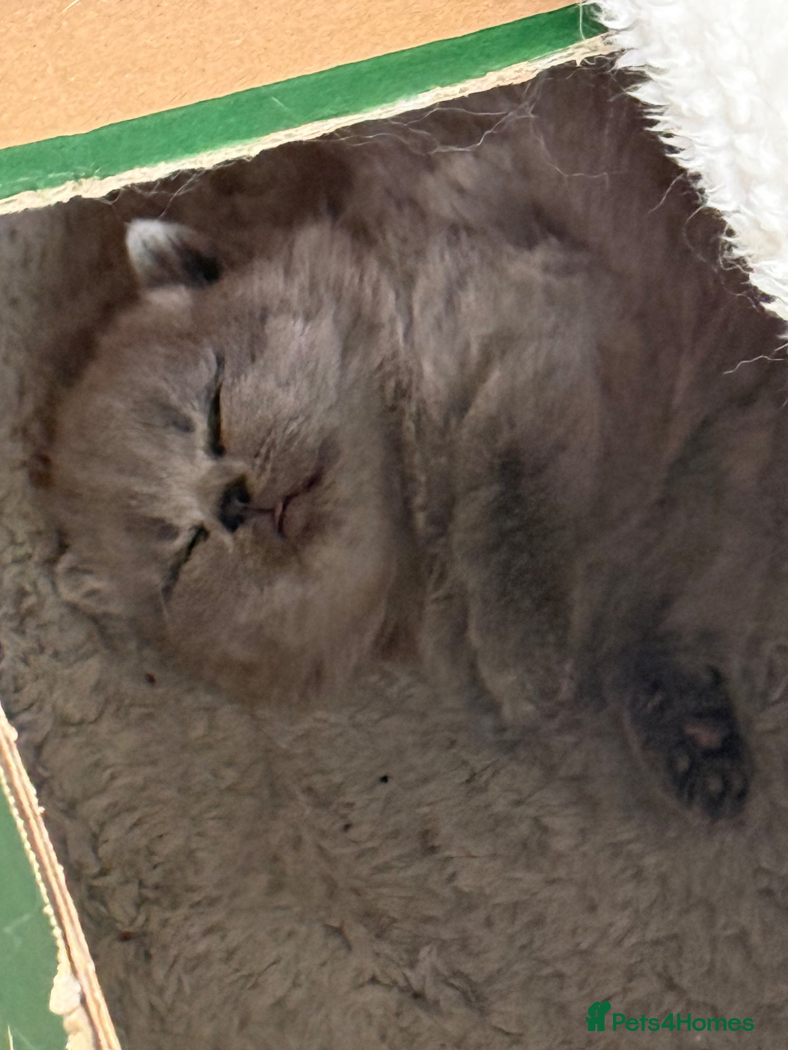 British Shorthair cats for sale: Blue British short hair babies for sale  - Advert 1