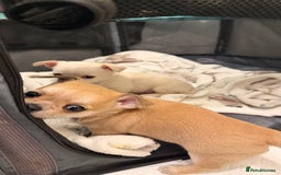 Chihuahua dogs for sale: Chihuahua boys / males  - Image 6