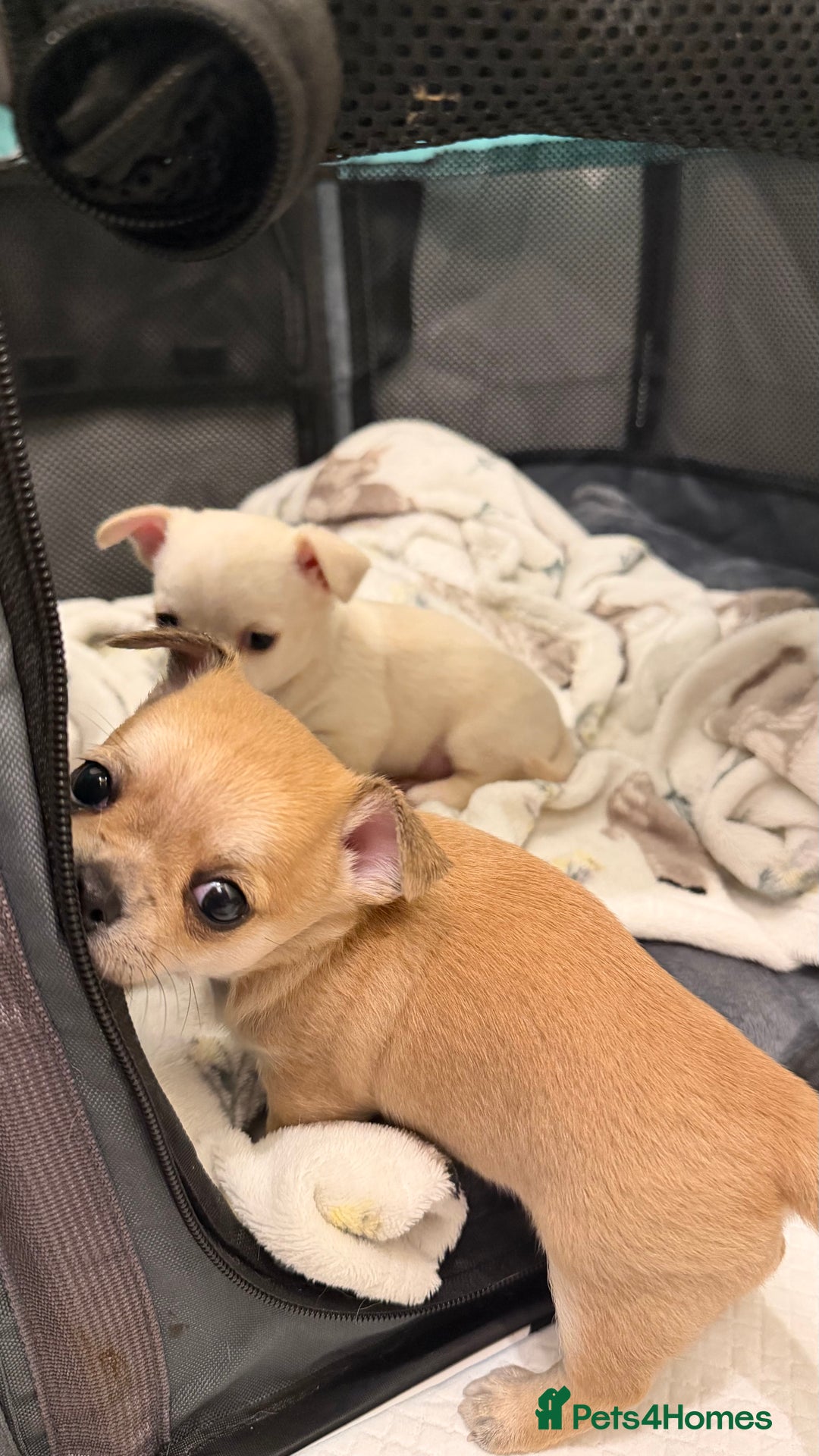 Chihuahua dogs for sale: Chihuahua boys / males  - Image 6