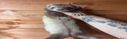 Ferret rodents for sale: Beautiful girl looking for single ferret home - Advert 3