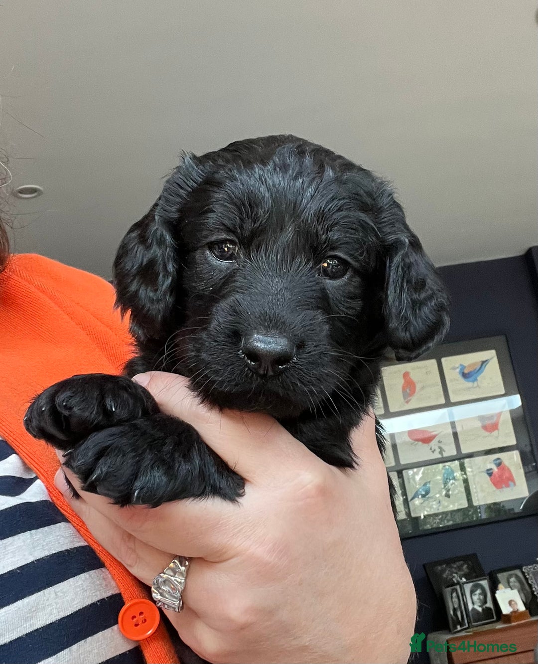 Cockapoo dogs for sale: Exceptional cockapoo pups- 1 Boy, 1 Girl left!! - Image 34