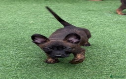 Belgian Shepherd Dog dogs for sale: Belgian malnois x Dutch sheppard puppies - Image 12