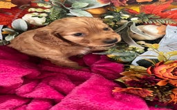 Mixed Breed dogs for sale: Adorable f2B Cockapoos  - Advert 13