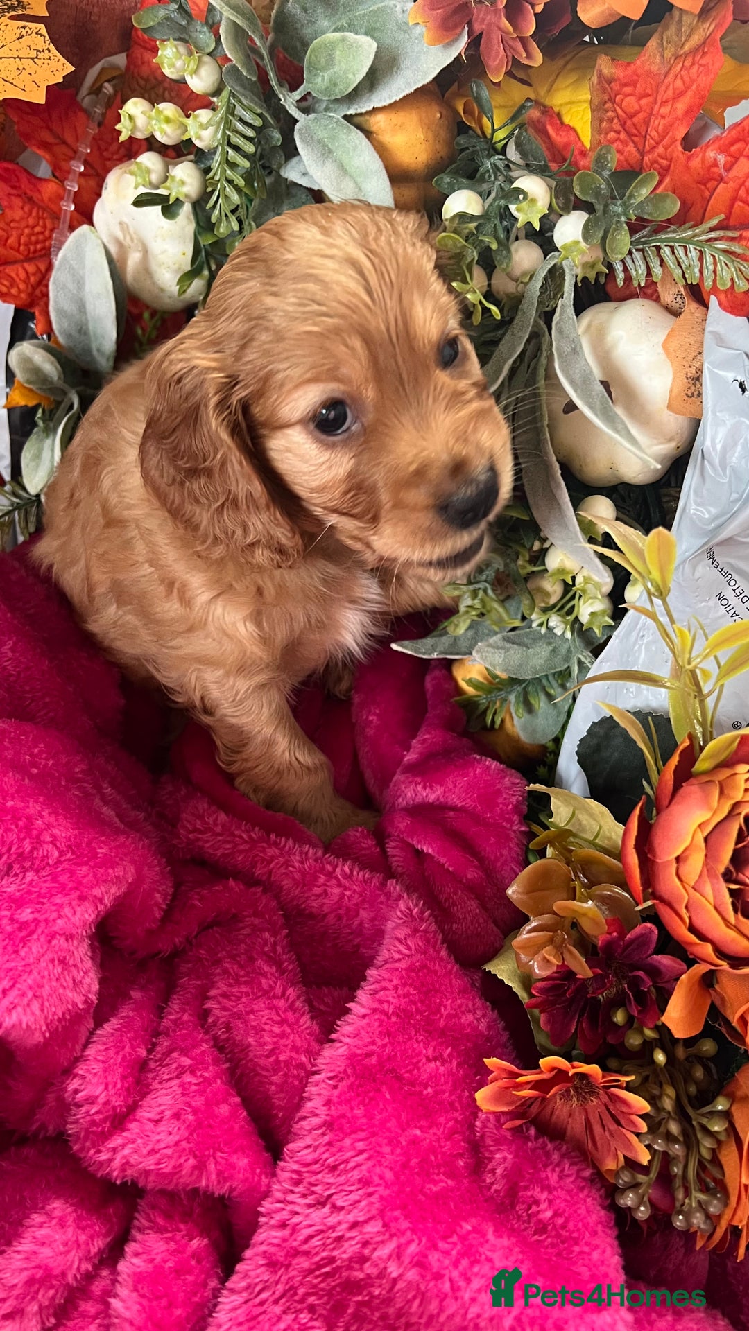 Mixed Breed dogs for sale: Adorable f2B Cockapoos  - Advert 13