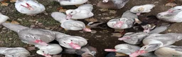 Ducks poultry for sale: Muscovy Ducks for rehoming in Sleaford - Advert 2
