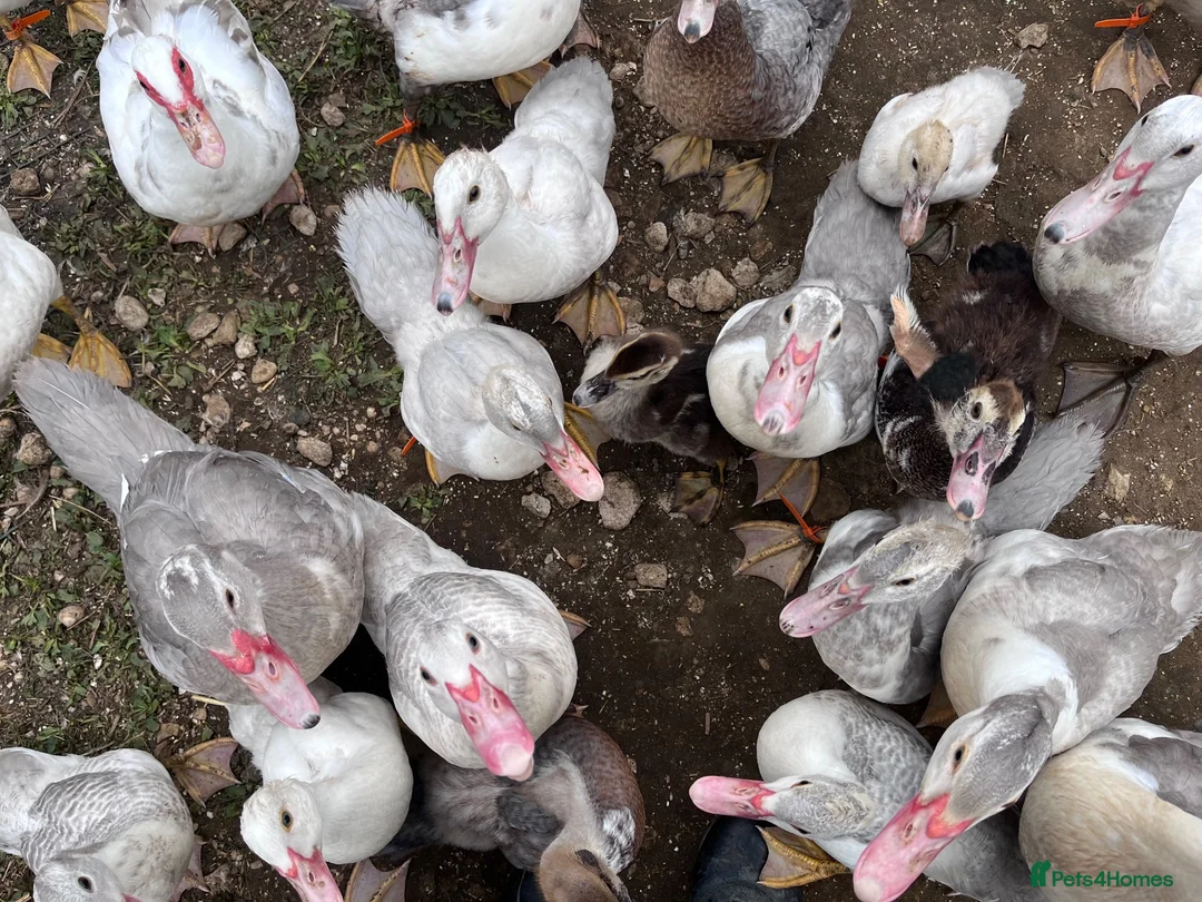 Ducks poultry for sale: Muscovy Ducks for rehoming in Sleaford - Advert 2