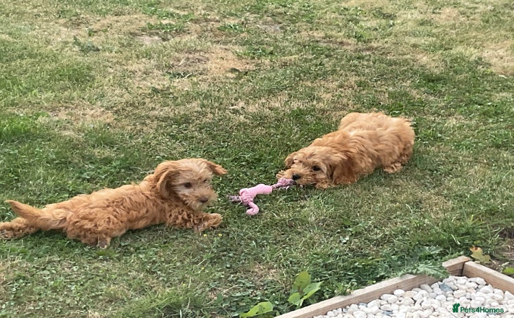 Cockapoo dogs - Advert 3