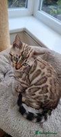 Bengal cats 1 left! TICA Reg Bengal Kittens–Ready NOW! - Advert 4