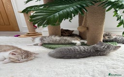 British Longhair cats for sale: Scottish Straights Longhair and Shorthair - Image 21