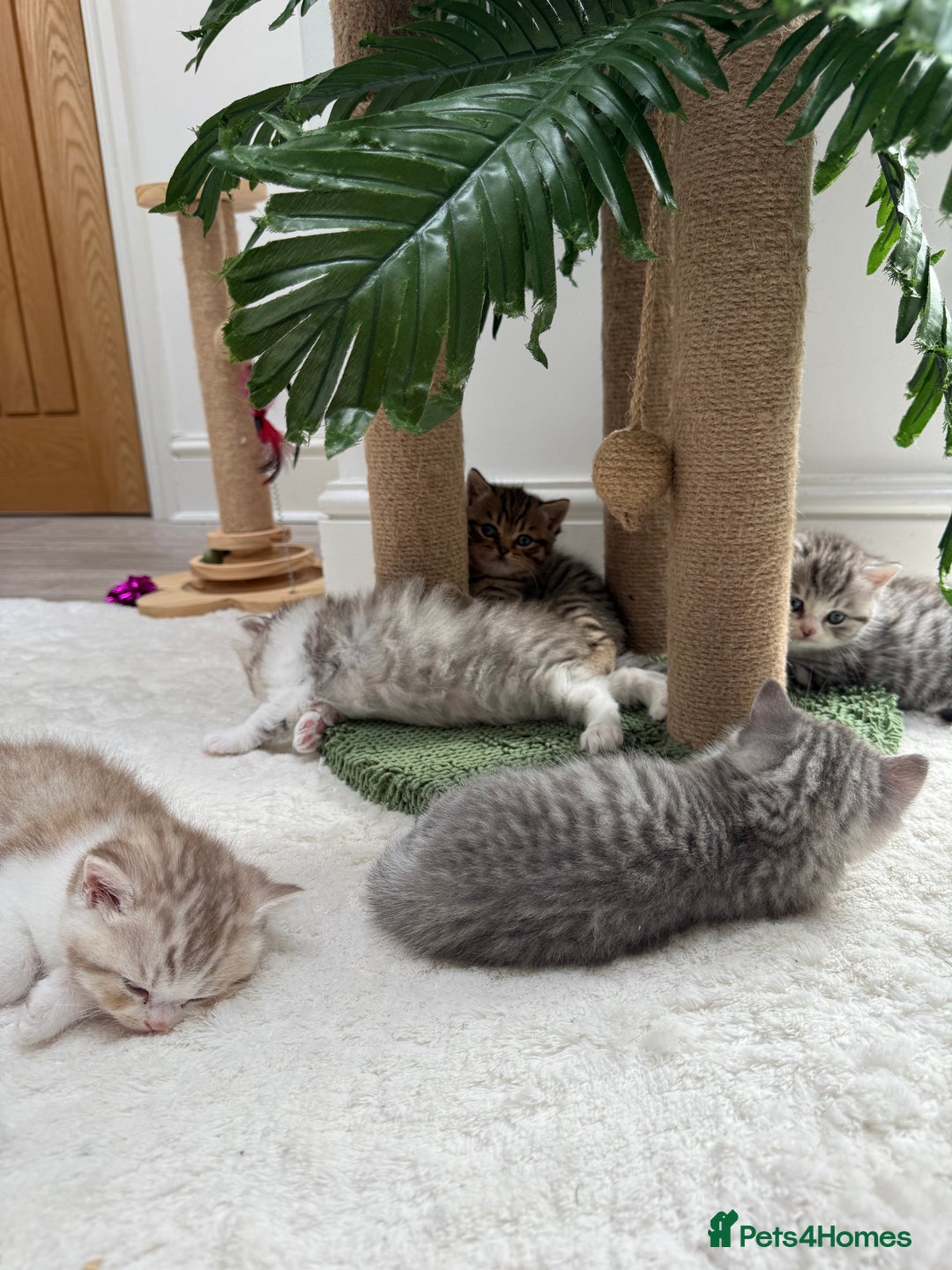 British Longhair cats for sale: Scottish Straights Longhair and Shorthair - Image 21