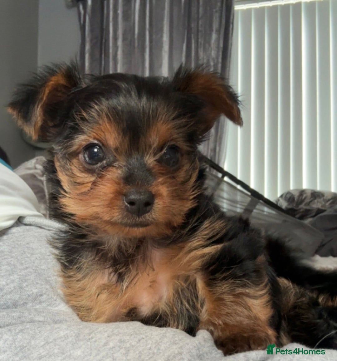 Yorkshire Terrier dogs for sale: Miniature Yorkshire terrier - Image 5