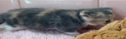 Scottish Fold cats for sale: Stunning Scottish fold & Selkirk Rex kitten  - Advert 4