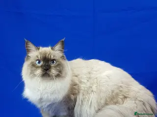 Siberian cats SIBERIAN NEVA MASQUERADE ADULT FEMALE - Advert 7