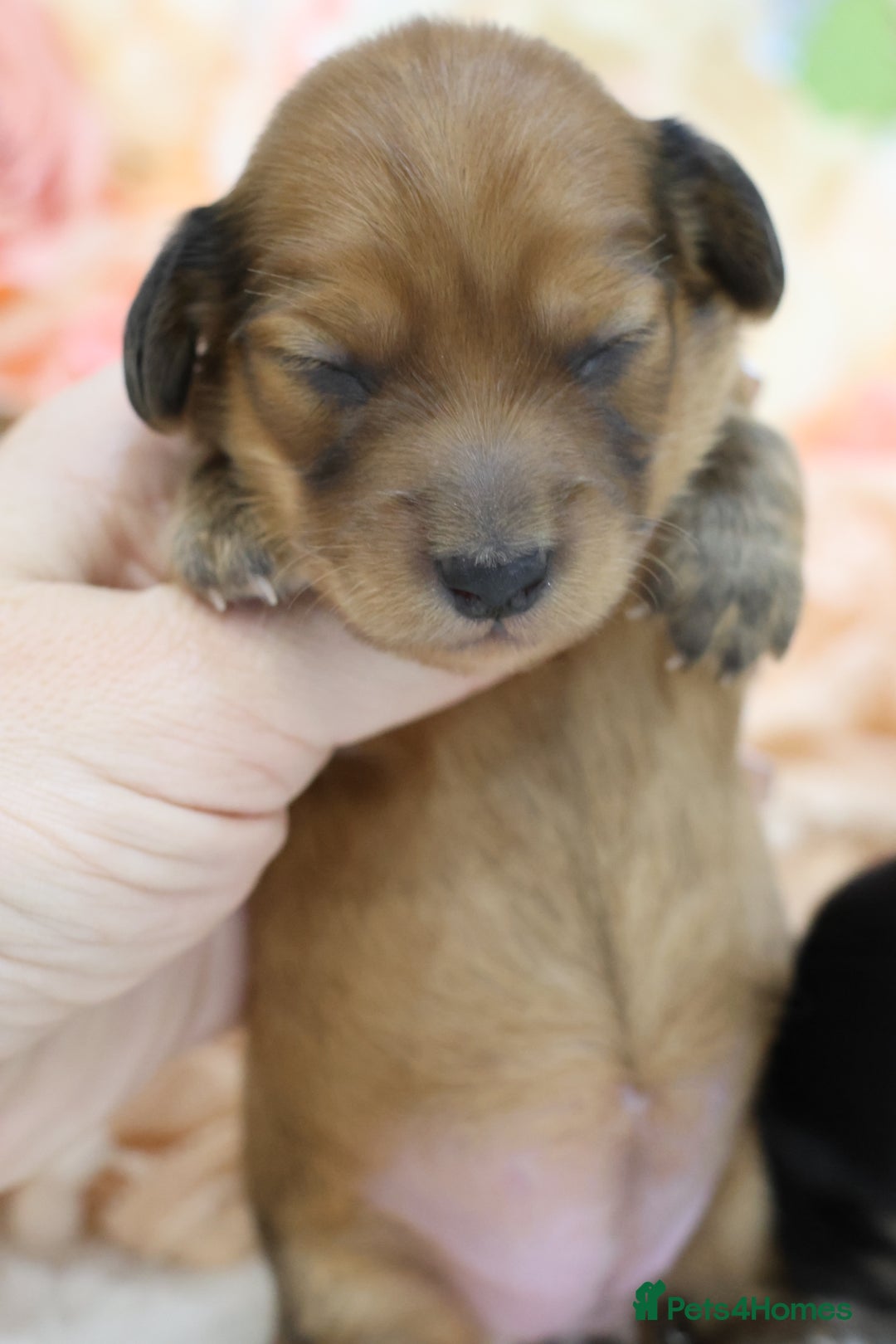 Miniature Dachshund dogs for sale: KC Miniature Dachshund Longhair Puppies - Advert 7