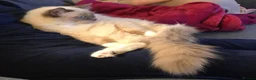 Ragdoll cats for sale: Beautiful Male Ragdoll – Cuddly, Playful in Nuneaton - Advert 7
