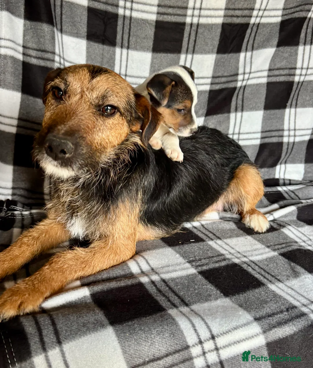 Jack Russell dogs for sale: Beautiful mixed litter in Sittingbourne - Advert 21