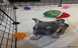 French Bulldog dogs for sale: 3x beautiful girl french bulldog puppies  - Advert 8