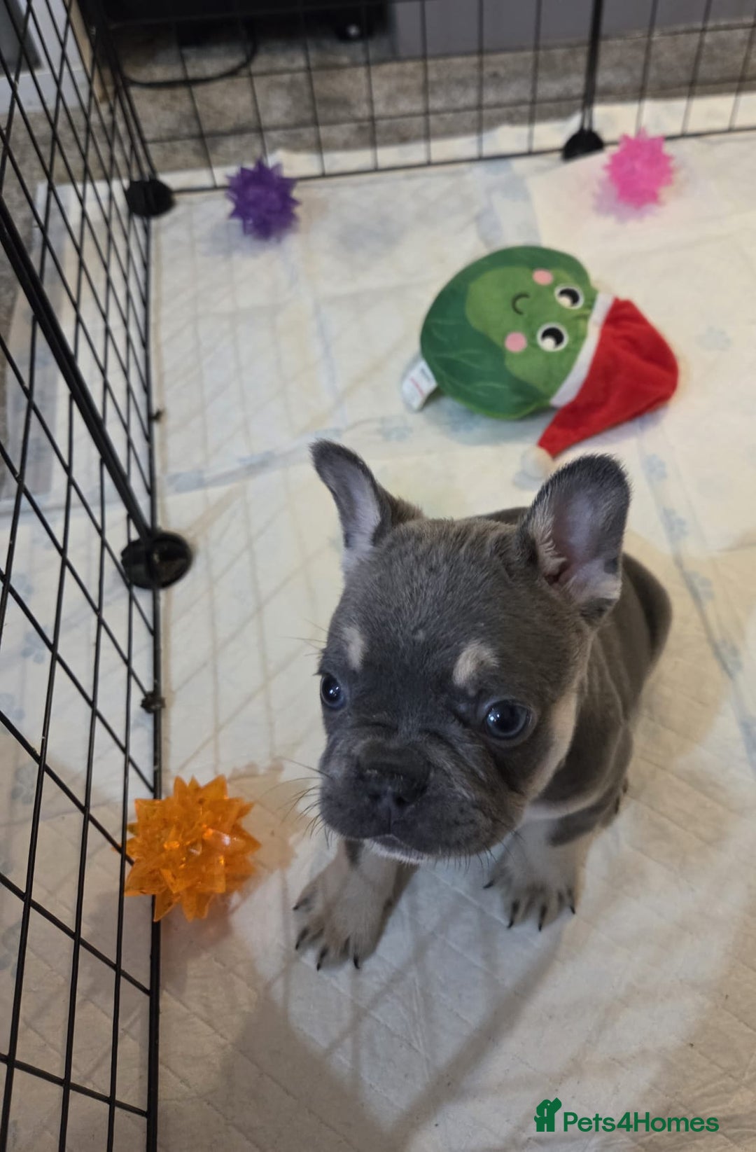 French Bulldog dogs for sale: 3x beautiful girl french bulldog puppies  - Advert 8