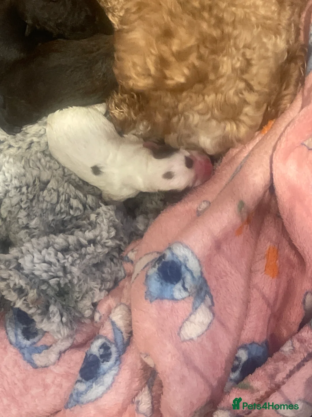 Pomapoo dogs for sale: Wolf sable pomapoos - Advert 8