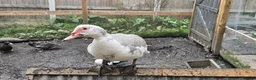Ducks poultry for sale: POL + Adult Muscovy Hens & Drakes - Advert 11