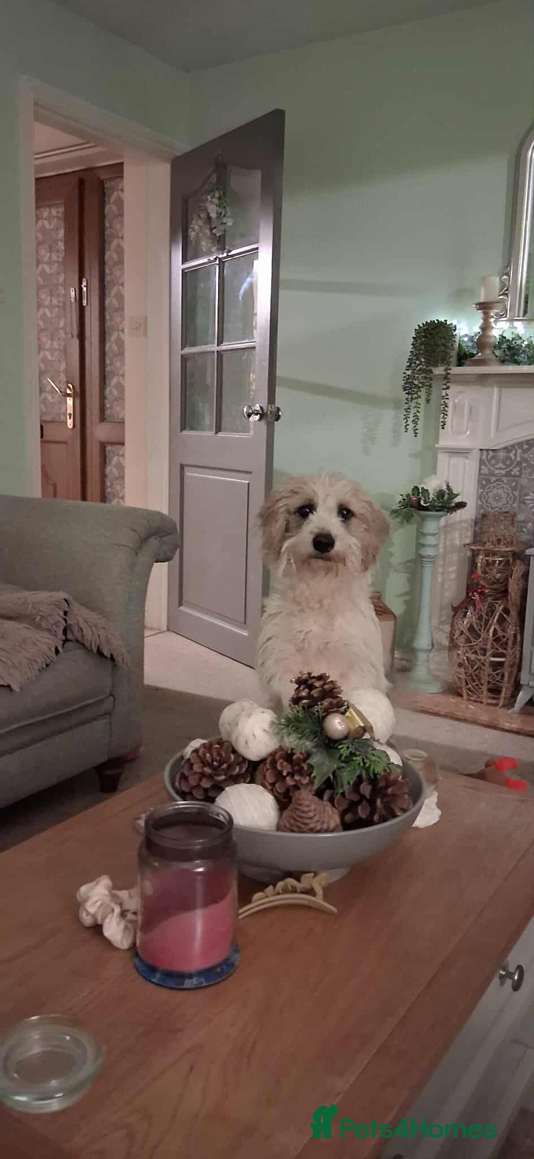 Mixed Breed dogs for adoption: TINK  - Advert 3