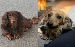 Miniature Dachshund dogs for sale: Top Show Quality KC Miniature Dachshund Puppies - Image 2