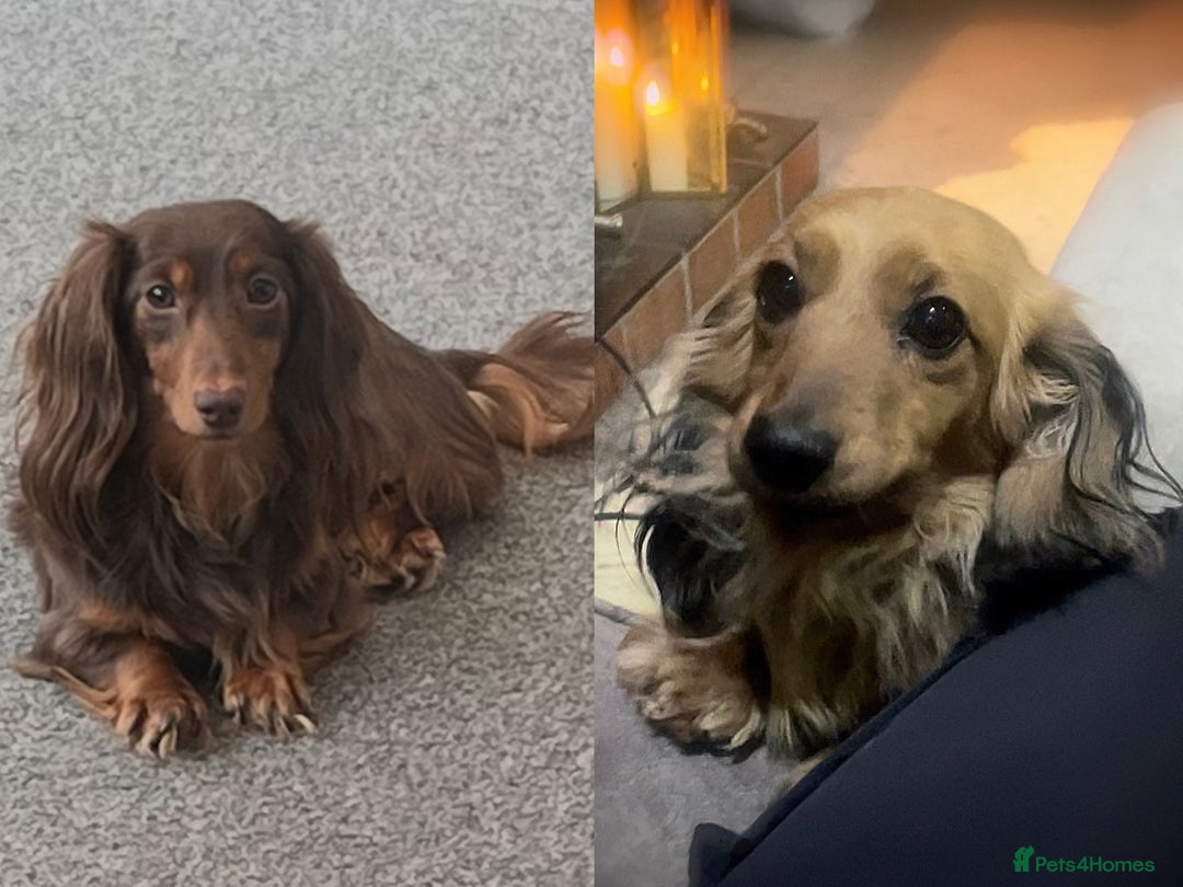 Miniature Dachshund dogs for sale: Top Show Quality KC Miniature Dachshund Puppies - Image 2