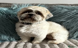 Shih Tzu dogs for stud: Shih Tzu FOR STUD ONLY - Image 2