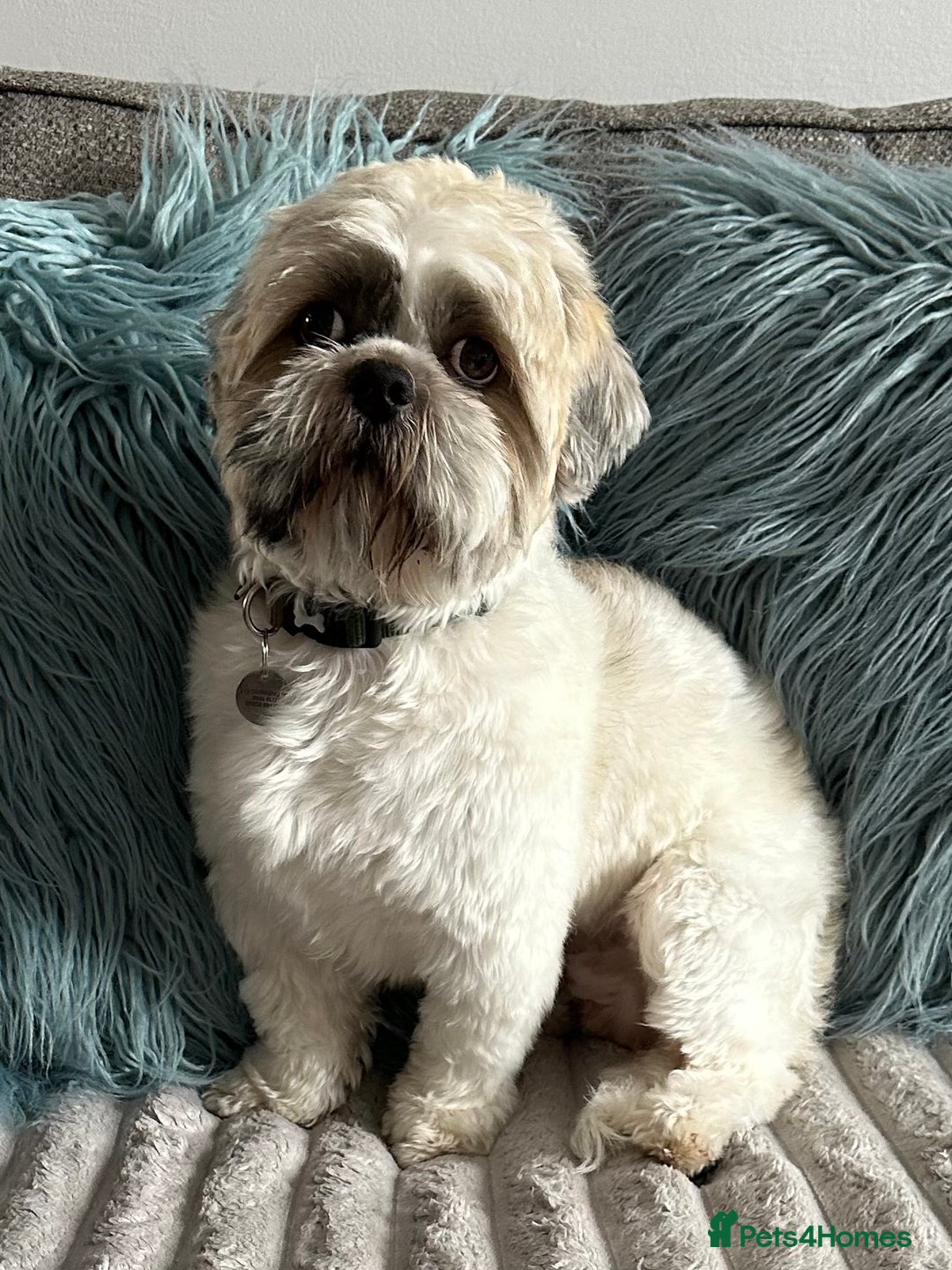 Shih Tzu dogs for stud: Shih Tzu FOR STUD ONLY - Image 2
