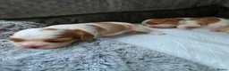 Cavalier King Charles Spaniel dogs for sale: Beautiful KC Reg Health Tested Cavalier Puppies - Advert 14