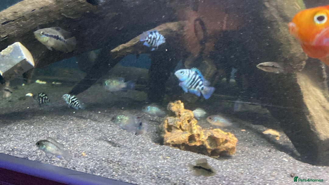 Other/Mixed Breed fish for sale: Different species available  - Advert 2