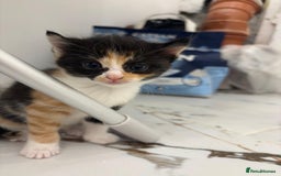 Mixed Breed cats for sale: Ragdoll x British Longhair x Moggie - Image 5