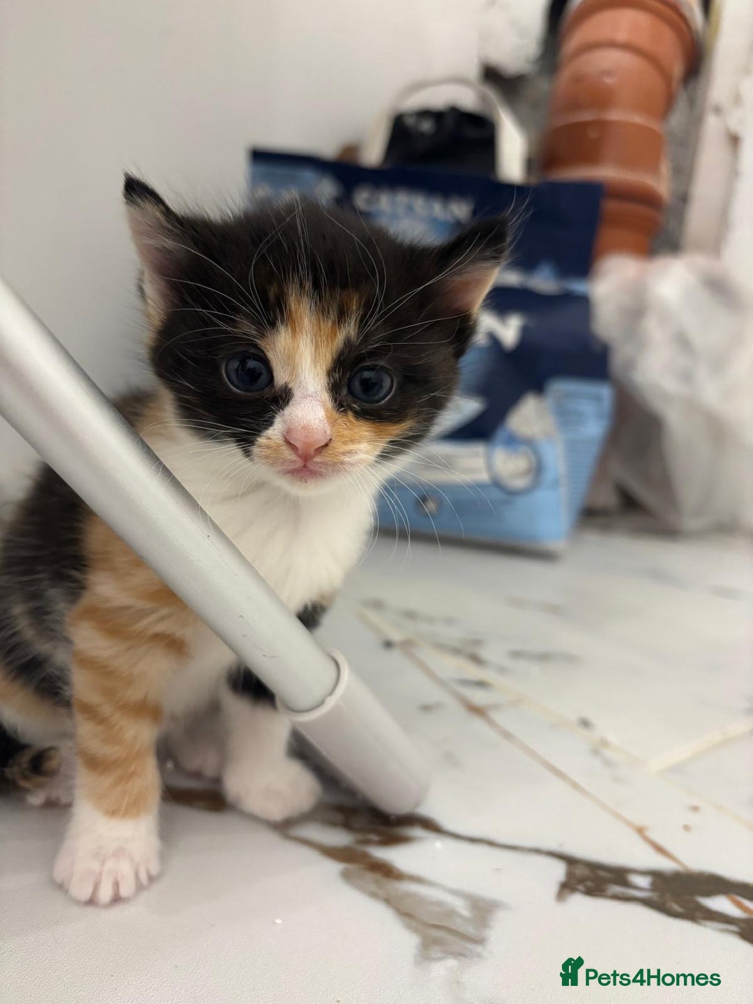 Mixed Breed cats for sale: Ragdoll x British Longhair x Moggie - Image 5